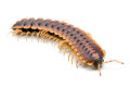 Coromus sp. chocolate Togo adult